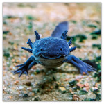 Keep Smiling, képes lemeznaptár 2026