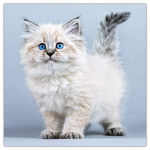 Kittens, képes lemeznaptár 2026 Kittens, képes lemeznaptár 2026