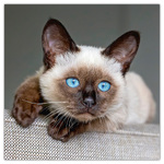 Kittens, képes lemeznaptár 2026