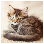 Kittens, képes lemeznaptár 2026 Kittens, képes lemeznaptár 2026