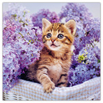 Kittens, képes lemeznaptár 2026