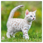 Kittens, képes lemeznaptár 2026