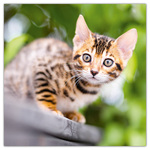 Kittens, képes lemeznaptár 2026