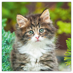 Kittens, képes lemeznaptár 2026 Kittens, képes lemeznaptár 2026
