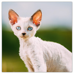 Kittens, képes lemeznaptár 2026 Kittens, képes lemeznaptár 2026