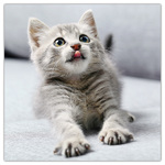 Kittens, képes lemeznaptár 2026 Kittens, képes lemeznaptár 2026