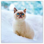 Kittens, képes lemeznaptár 2026