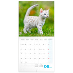 Kittens, képes lemeznaptár 2026 Kittens, képes lemeznaptár 2026