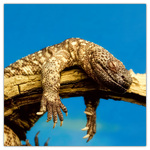 Lizards, képes lemeznaptár 2026