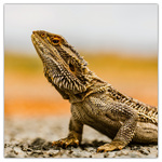 Lizards, képes lemeznaptár 2026