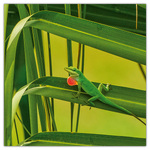 Lizards, képes lemeznaptár 2026