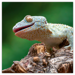 Lizards, képes lemeznaptár 2026 Lizards, képes lemeznaptár 2026