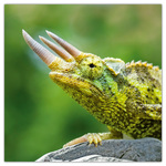 Lizards, képes lemeznaptár 2026 Lizards, képes lemeznaptár 2026