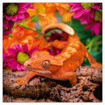 Lizards, képes lemeznaptár 2026