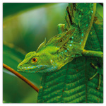 Lizards, képes lemeznaptár 2026