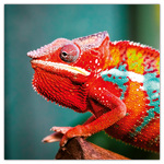 Lizards, képes lemeznaptár 2026