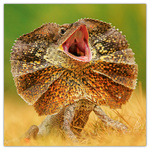 Lizards, képes lemeznaptár 2026