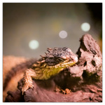 Lizards, képes lemeznaptár 2026