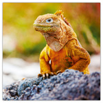 Lizards, képes lemeznaptár 2026