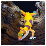 Lizards, képes lemeznaptár 2026