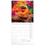 Lizards, képes lemeznaptár 2026