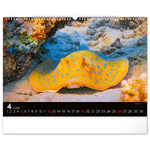 Ocean Wildlife, képes falinaptár 2026 Ocean Wildlife, képes falinaptár 2026