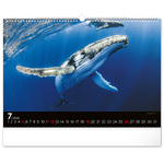 Ocean Wildlife, képes falinaptár 2026 Ocean Wildlife, képes falinaptár 2026