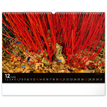 Ocean Wildlife, képes falinaptár 2026 Ocean Wildlife, képes falinaptár 2026