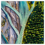 Our Planet, képes lemeznaptár 2026