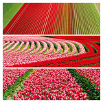 Palette, képes lemeznaptár 2026