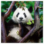 Pandas, képes lemeznaptár 2026