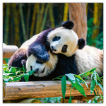 Pandas, képes lemeznaptár 2026