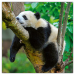 Pandas, képes lemeznaptár 2026