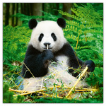 Pandas, képes lemeznaptár 2026 Pandas, képes lemeznaptár 2026