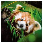 Pandas, képes lemeznaptár 2026