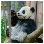 Pandas, képes lemeznaptár 2026