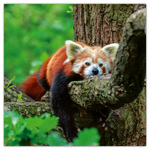 Pandas, képes lemeznaptár 2026