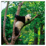 Pandas, képes lemeznaptár 2026