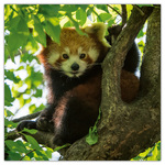 Pandas, képes lemeznaptár 2026