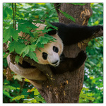 Pandas, képes lemeznaptár 2026