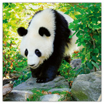 Pandas, képes lemeznaptár 2026