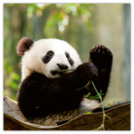 Pandas, képes lemeznaptár 2026 Pandas, képes lemeznaptár 2026