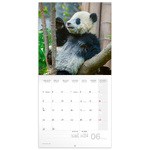 Pandas, képes lemeznaptár 2026