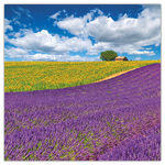 Provence - illatosított, képes lemeznaptár 2026 Provence - illatosított, képes lemeznaptár 2026