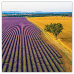 Provence - illatosított, képes lemeznaptár 2026 Provence - illatosított, képes lemeznaptár 2026