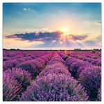 Provence - illatosított, képes lemeznaptár 2026 Provence - illatosított, képes lemeznaptár 2026