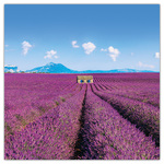 Provence - illatosított, képes lemeznaptár 2026 Provence - illatosított, képes lemeznaptár 2026