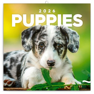 Puppies, képes lemeznaptár 2026