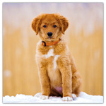 Puppies, képes lemeznaptár 2026