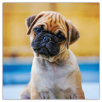 Puppies, képes lemeznaptár 2026 Puppies, képes lemeznaptár 2026